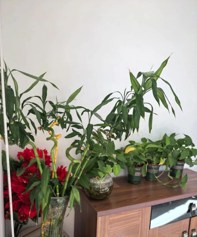 家养花草图片,美化家居环境,提升生活情趣 家养花草图片,美化家居环境,提升生活情趣