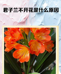 养花不开花的人寓意,常见困惑解读,深层含义分析 养花不开花的人寓意,常见困惑解读,深层含义分析