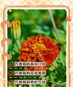 养花养不活的人阴气重,是迷信说法,还是另有原因 养花养不活的人阴气重,是迷信说法,还是另有原因