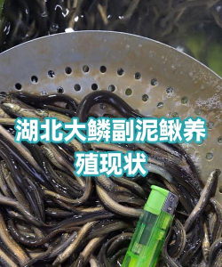 湖南养殖,产业现状,发展前景 湖南养殖,产业现状,发展前景