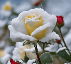 十二月花卉,冬日里的温暖,点亮寒冷季节 十二月花卉,冬日里的温暖,点亮寒冷季节