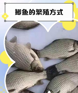 鲫鱼养殖,掌握关键技巧,轻松提高产量 鲫鱼养殖,掌握关键技巧,轻松提高产量