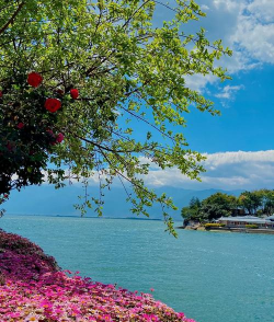 云南花卉图片,哪里好看,怎么找高清图 云南花卉图片,哪里好看,怎么找高清图