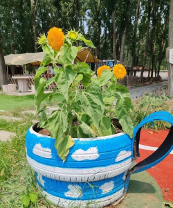 废品养花,省钱又环保,轻松打造小花园 废品养花,省钱又环保,轻松打造小花园