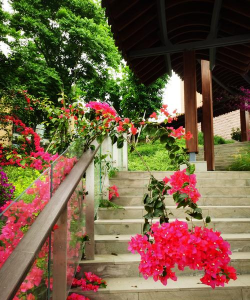 长江养花,环境特点,种植技巧 长江养花,环境特点,种植技巧