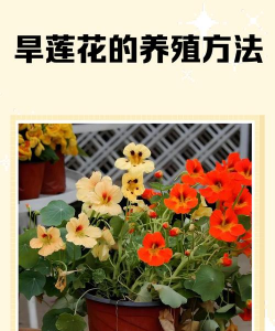 长江养花,环境特殊,方法要变 长江养花,环境特殊,方法要变