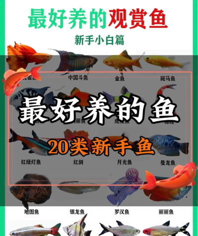 养殖观赏鱼,新手入门指南,轻松养出好状态 养殖观赏鱼,新手入门指南,轻松养出好状态