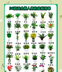 欧派养花,新手入门,轻松上手 欧派养花,新手入门,轻松上手