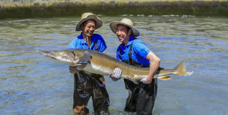养殖鲟鱼,掌握关键技术,实现稳定收益 养殖鲟鱼,掌握关键技术,实现稳定收益