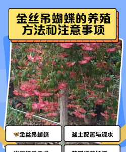 蝴蝶养殖,掌握关键技巧,打造美丽花园 蝴蝶养殖,掌握关键技巧,打造美丽花园