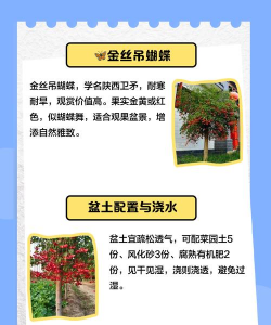 养殖蝴蝶,掌握关键技巧,轻松实现盈利 养殖蝴蝶,掌握关键技巧,轻松实现盈利