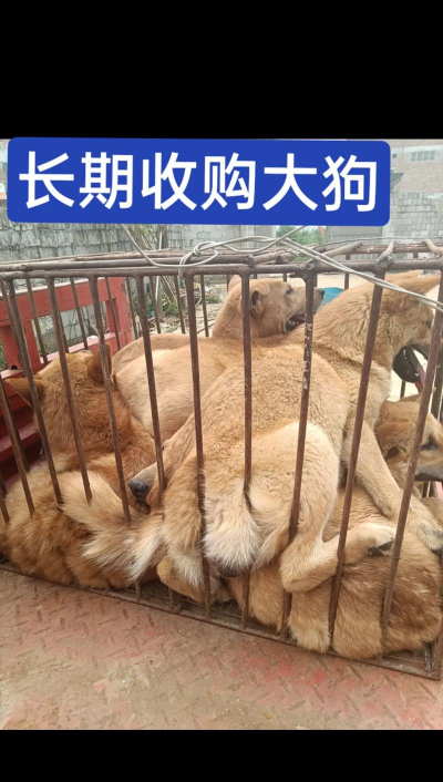 养殖肉狗,市场前景广阔,技术要点需掌握 养殖肉狗,市场前景广阔,技术要点需掌握