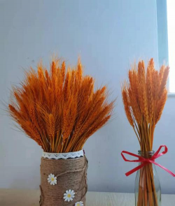 小麦壳养花,废物利用,改善土壤 小麦壳养花,废物利用,改善土壤