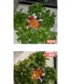 吸水绳养花,自动浇水,省心省力 吸水绳养花,自动浇水,省心省力