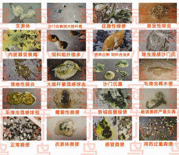 鸽子屎养花,肥力强劲,使用有讲究 鸽子屎养花,肥力强劲,使用有讲究