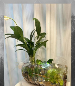 旧鱼缸养花,废物利用,打造独特盆栽 旧鱼缸养花,废物利用,打造独特盆栽