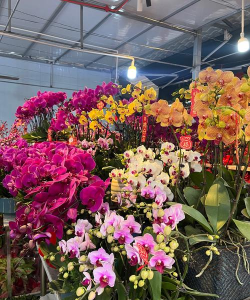 南宁花卉市场,品种丰富多样,价格实惠亲民 南宁花卉市场,品种丰富多样,价格实惠亲民