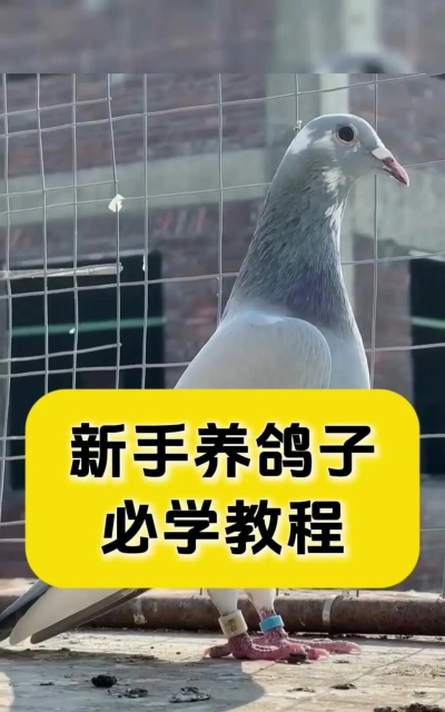 养殖肉鸽,掌握关键技巧,实现高效盈利 养殖肉鸽,掌握关键技巧,实现高效盈利