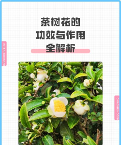 茶枯养花,改善土壤,促进植物生长 茶枯养花,改善土壤,促进植物生长