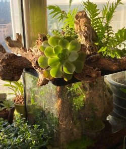 旧鱼缸养花,废物利用,打造迷你花园 旧鱼缸养花,废物利用,打造迷你花园