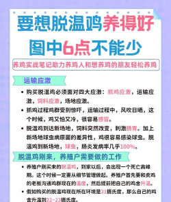 鸡的养殖,掌握关键技巧,提升养殖效益 鸡的养殖,掌握关键技巧,提升养殖效益