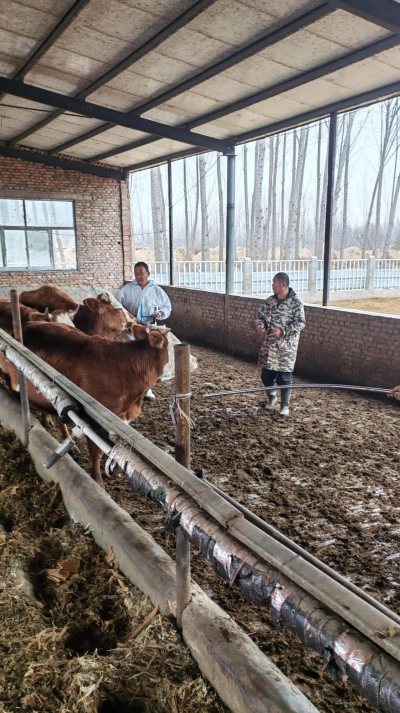 养殖牛场,高效管理,提升收益 养殖牛场,高效管理,提升收益