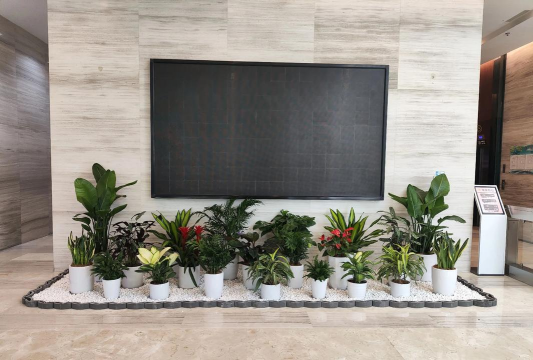 室内花卉租摆,美化办公环境,提升员工心情 室内花卉租摆,美化办公环境,提升员工心情