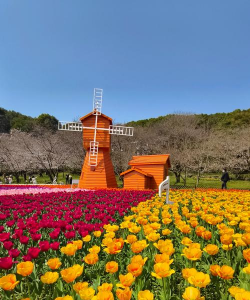 苏州植物花卉园,赏花好去处,亲子游推荐 苏州植物花卉园,赏花好去处,亲子游推荐