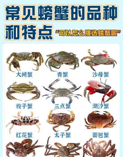 如何养花蟹,掌握关键技巧,轻松养活不费劲 如何养花蟹,掌握关键技巧,轻松养活不费劲