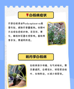 花卉白粉病,识别症状特点,掌握防治方法 花卉白粉病,识别症状特点,掌握防治方法