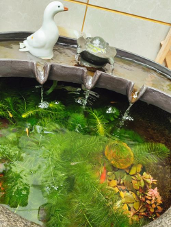 鱼盆养花,选对植物,轻松打造水景花园 鱼盆养花,选对植物,轻松打造水景花园