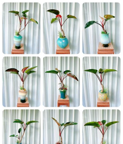 养花红钻,新手入门,轻松上手 养花红钻,新手入门,轻松上手