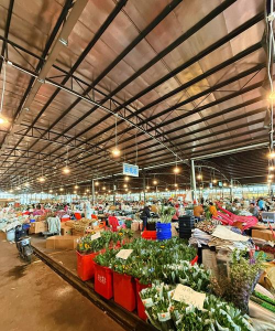 广东花卉市场,选购指南,避坑技巧 广东花卉市场,选购指南,避坑技巧