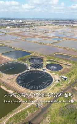 虾养殖基地,选址很关键,管理要跟上 虾养殖基地,选址很关键,管理要跟上