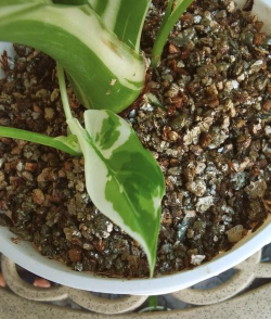 蛭石能养花,改善土壤透气,促进根系生长 蛭石能养花,改善土壤透气,促进根系生长