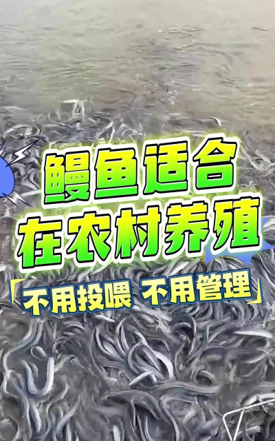 养殖鳗鱼,掌握关键技巧,提升养殖效益 养殖鳗鱼,掌握关键技巧,提升养殖效益