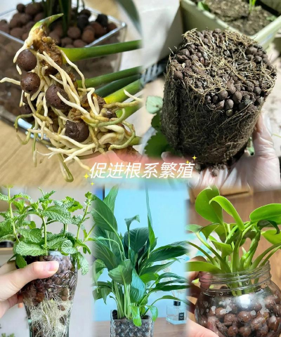 陶粒养花作用,改善土壤透气,促进植物生长 陶粒养花作用,改善土壤透气,促进植物生长