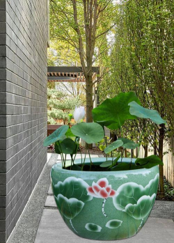 陶瓷缸养花,选对方法,轻松打造小花园 陶瓷缸养花,选对方法,轻松打造小花园