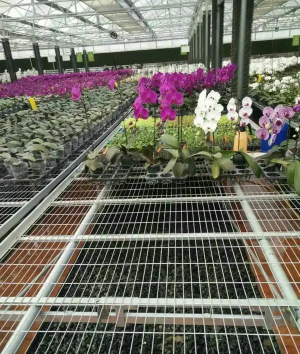 养花苗床,搭建方法,实用技巧 养花苗床,搭建方法,实用技巧