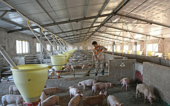 养殖猪场,科学管理,提升效益 养殖猪场,科学管理,提升效益