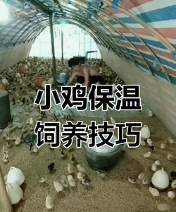 养殖保温,关键方法,实用技巧 养殖保温,关键方法,实用技巧