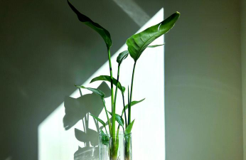 玻璃碗养花,选对植物,注意细节 玻璃碗养花,选对植物,注意细节