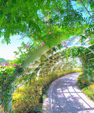 十里花卉长廊,打造城市绿肺,提升生活品质 十里花卉长廊,打造城市绿肺,提升生活品质