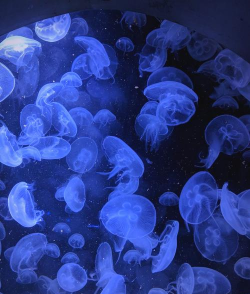 养殖水质,关键指标,日常管理要点 养殖水质,关键指标,日常管理要点