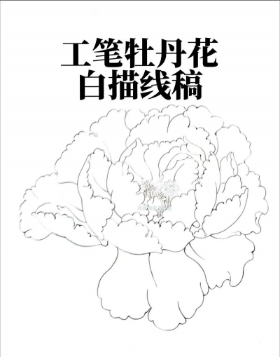 国画白描花卉,线条勾勒之美,入门技法解析 国画白描花卉,线条勾勒之美,入门技法解析