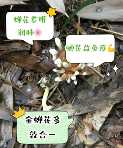 蚕便便养花,天然肥料,效果显著 蚕便便养花,天然肥料,效果显著