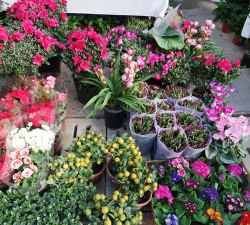 南阳花卉市场,品种丰富多样,价格实惠亲民 南阳花卉市场,品种丰富多样,价格实惠亲民