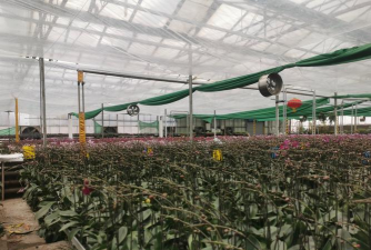 养花卖赚钱吗,市场需求大,利润空间可观 养花卖赚钱吗,市场需求大,利润空间可观