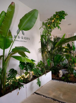 泰国花卉,热带风情,家居装饰新选择 泰国花卉,热带风情,家居装饰新选择