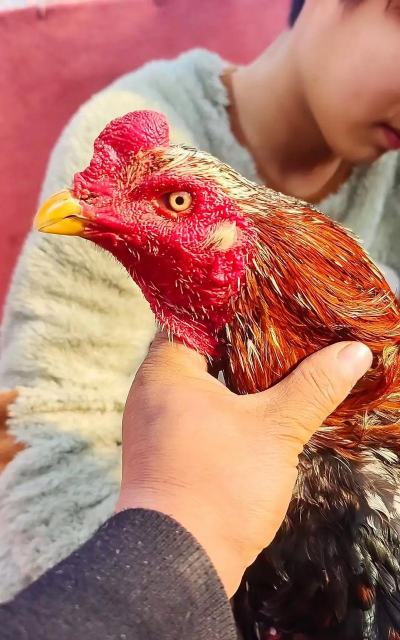 养殖斗鸡,新手入门指南,常见问题解答 养殖斗鸡,新手入门指南,常见问题解答